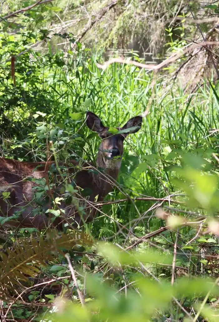 Deer spotted in backyard